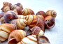 Reddish Brown Land Snail Shells (5 shells approx. 1.5+ inches) Copyright 2024 SeashellSupply.com