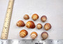 Reddish Brown Land Snail Shells (5 shells approx. 1.5+ inches) Copyright 2024 SeashellSupply.com