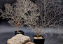 White Sea Fan Coral (1 fan approx. 10-11+ inches) Copyright 2025 SeaShellSupply.com.