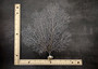 White Sea Fan Coral (1 fan approx. 10-11+ inches) Copyright 2025 SeaShellSupply.com.