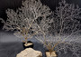 White Sea Fan Coral (1 fan approx. 10-11+ inches) Copyright 2025 SeaShellSupply.com.