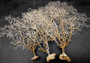 White Sea Fan Coral (1 fan approx. 10-11+ inches) Copyright 2025 SeaShellSupply.com.