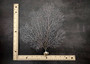 White Sea Fan Coral (1 fan approx. 10-11+ inches) Copyright 2025 SeaShellSupply.com.