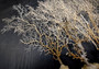 White Sea Fan Coral (1 fan approx. 10-11+ inches) Copyright 2025 SeaShellSupply.com.