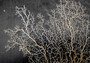 White Sea Fan Coral (1 fan approx. 10-11+ inches) Copyright 2025 SeaShellSupply.com.