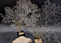 White Sea Fan Coral (1 fan approx. 10-11+ inches) Copyright 2025 SeaShellSupply.com.