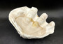 Giant clam shell individual specimen. Copyright 2024 SeashellSupply.com