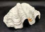 Giant clam shell individual specimen. Copyright 2024 SeashellSupply.com