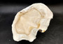 Giant clam shell individual specimen. Copyright 2024 SeashellSupply.com