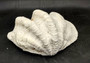 Giant clam shell individual specimen. Copyright 2024 SeashellSupply.com