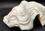Giant clam shell individual specimen. Copyright 2024 SeashellSupply.com