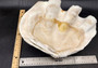 Giant clam shell individual specimen. Copyright 2024 SeashellSupply.com
