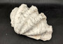 Giant clam shell individual specimen. Copyright 2024 SeashellSupply.com