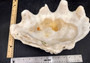 Giant clam shell individual specimen. Copyright 2024 SeashellSupply.com