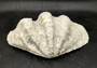Giant clam shell individual specimen. Copyright 2024 SeashellSupply.com