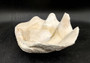 Giant clam shell individual specimen. Copyright 2024 SeashellSupply.com