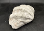 Giant clam shell individual specimen. Copyright 2024 SeashellSupply.com