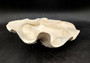 Giant clam shell individual specimen. Copyright 2024 SeashellSupply.com