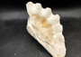 Giant clam shell individual specimen. Copyright 2024 SeashellSupply.com