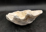 Giant clam shell individual specimen. Copyright 2024 SeashellSupply.com