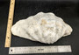 Giant clam shell individual specimen. Copyright 2024 SeashellSupply.com