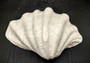 Giant clam shell individual specimen. Copyright 2024 SeashellSupply.com