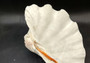 Giant clam shell individual specimen. Copyright 2024 SeashellSupply.com