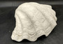 Giant clam shell individual specimen. Copyright 2024 SeashellSupply.com