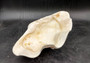 Giant clam shell individual specimen. Copyright 2024 SeashellSupply.com
