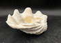 Giant clam shell individual specimen. Copyright 2024 SeashellSupply.com