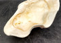Giant clam shell individual specimen. Copyright 2024 SeashellSupply.com