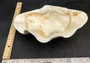 Giant clam shell individual specimen. Copyright 2024 SeashellSupply.com