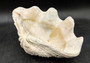 Giant clam shell individual specimen. Copyright 2024 SeashellSupply.com