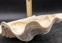 Giant clam shell individual specimen. Copyright 2024 SeashellSupply.com