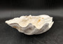 Giant clam shell individual specimen. Copyright 2024 SeashellSupply.com