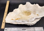 Giant clam shell individual specimen. Copyright 2024 SeashellSupply.com