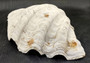 Giant clam shell individual specimen. Copyright 2024 SeashellSupply.com