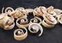 Swirl Cut Strombus Seashell Strombus Luhuanus (15 shell slices approx. .75+ inches) Copyright 2024 SeashellSupply.com