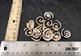 Swirl Cut Strombus Seashell Strombus Luhuanus (15 shell slices approx. .75+ inches) Copyright 2024 SeashellSupply.com