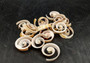 Swirl Cut Strombus Seashell Strombus Luhuanus (15 shell slices approx. .75+ inches) Copyright 2024 SeashellSupply.com
