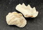 Image of Ruffle Clam Seashell Half Tridacna Squamosa (1 shell approx. 4+ inches) Copyright 2024 SeashellSupply.com