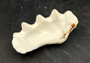 Image of Ruffle Clam Seashell Half Tridacna Squamosa (1 shell approx. 4+ inches) Copyright 2024 SeashellSupply.com