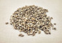 Image of Nassa Persian Mud Snail Seashells Nassarius Persicus (approx. one cup 750+ shells 0.25+ inches) Copyright 2024 SeashellSupply.com