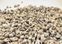 Image of Nassa Persian Mud Snail Seashells Nassarius Persicus (approx. one cup 750+ shells 0.25+ inches) Copyright 2024 SeashellSupply.com