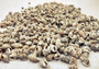 Image of Nassa Persian Mud Snail Seashells Nassarius Persicus (approx. one cup 750+ shells 0.25+ inches) Copyright 2024 SeashellSupply.com