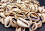 Cut Top Purple Top Cowrie (Approx. half cup 55+ shells 0.5+ inches) Sliced shells for crafting & display! Tan and purple small shells, perfect for jewelry making. Copyright 2024 SeaShellSupply.com