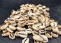 Cut Top Purple Top Cowrie (Approx. half cup 55+ shells 0.5+ inches) Sliced shells for crafting & display! Tan and purple small shells, perfect for jewelry making. Copyright 2025 SeaShellSupply.com