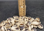 Cut Top Purple Top Cowrie (Approx. half cup 55+ shells 0.5+ inches) Sliced shells for crafting & display! Tan and purple small shells, perfect for jewelry making. Copyright 2025 SeaShellSupply.com