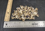 Cut Top Purple Top Cowrie (Approx. half cup 55+ shells 0.5+ inches) Sliced shells for crafting & display! Tan and purple small shells, perfect for jewelry making. Copyright 2025 SeaShellSupply.com