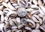 Cut Top Purple Top Cowrie (Approx. half cup 55+ shells 0.5+ inches) Sliced shells for crafting & display! Tan and purple small shells, perfect for jewelry making. Copyright 2025 SeaShellSupply.com